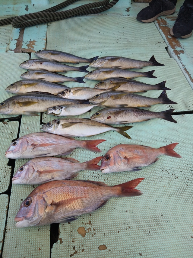 タイ(マダイ)・アジ(マアジ)・イサギ(イサキ)