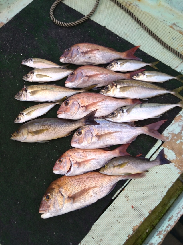 タイ(マダイ)・アジ(マアジ)・イサギ(イサキ)