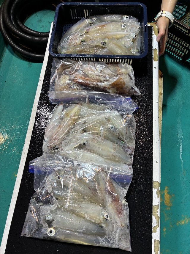 アカイカ(ケンサキイカ)