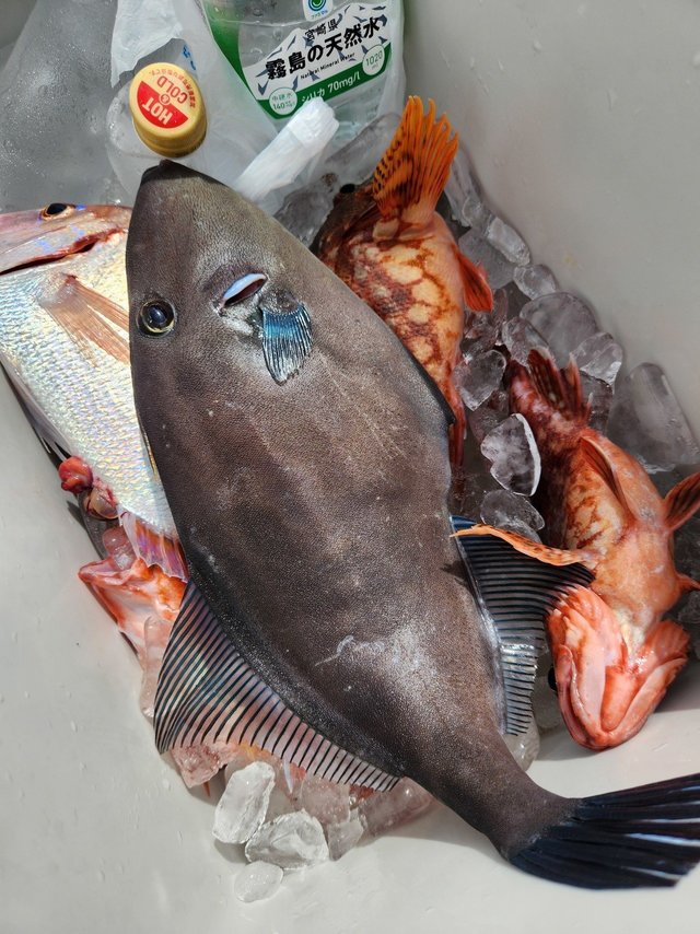 ハナダイ(チダイ)・カサゴ・ウマヅラハギ