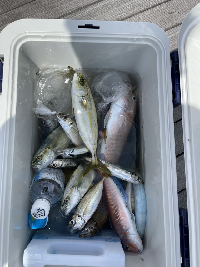 アジ(マアジ)・ワカシ(ブリ)・シロアマダイ