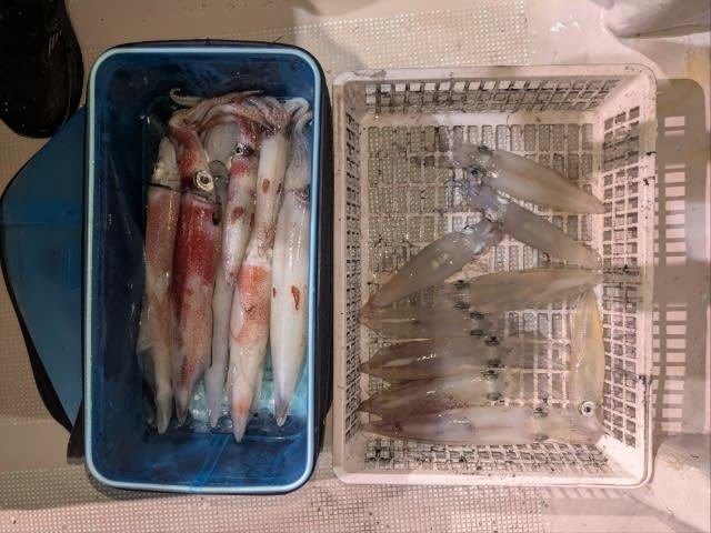 アカイカ(ケンサキイカ)