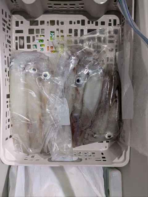 アカイカ(ケンサキイカ)