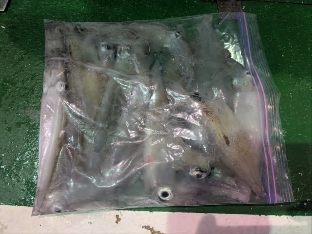 アカイカ(ケンサキイカ)