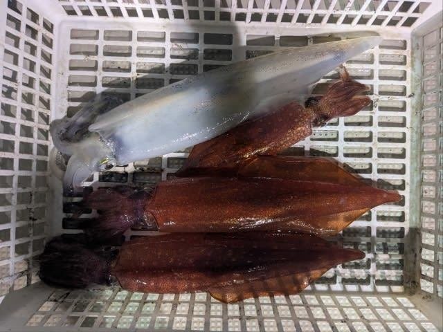 アカイカ(ケンサキイカ)