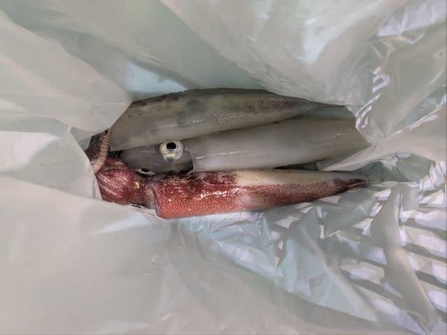 アカイカ(ケンサキイカ)