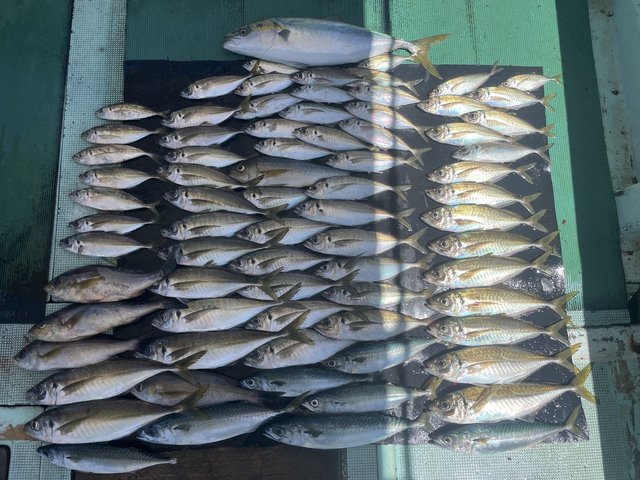 マアジ・メジロ(ブリ)・イサキ・マサバ