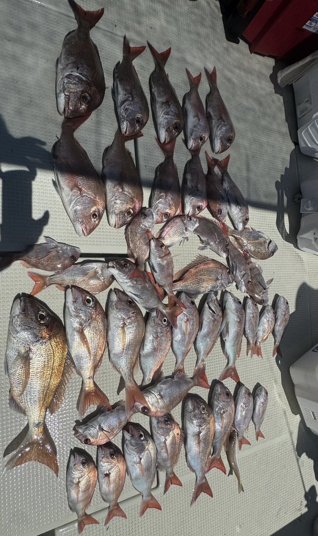 マダイ・キス(シロギス)