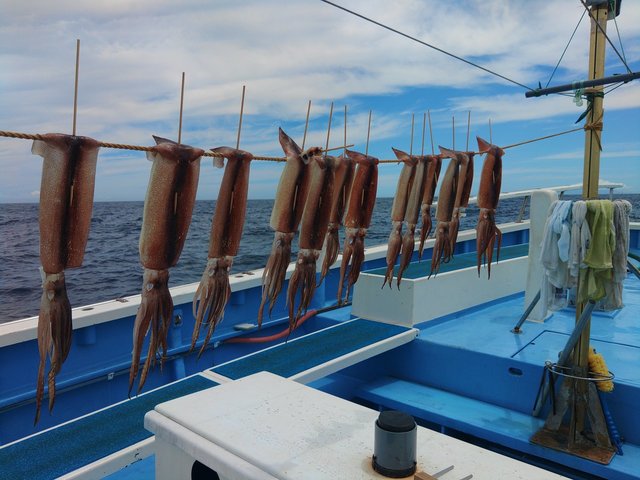 スルメ(スルメイカ)