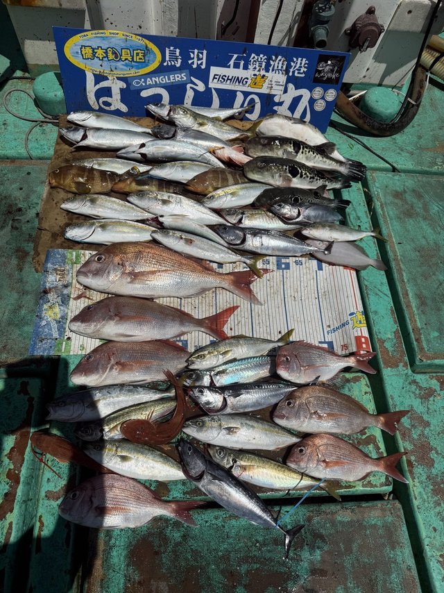 タイ(マダイ)・アオハタ・トラフグ