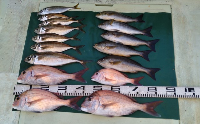 マダイ・マアジ・イサギ(イサキ)