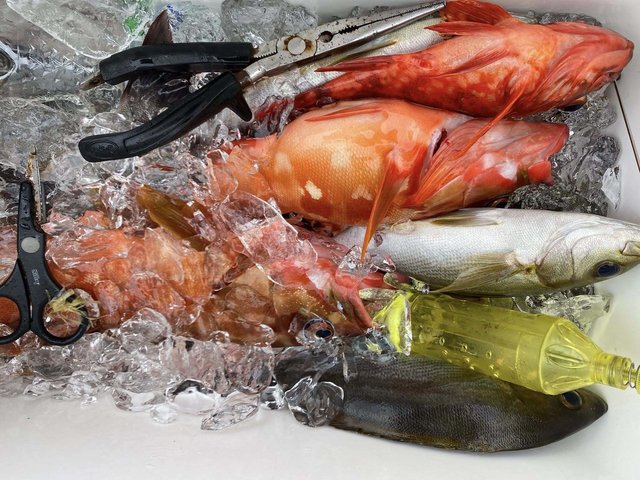 アカハタ・イサキ