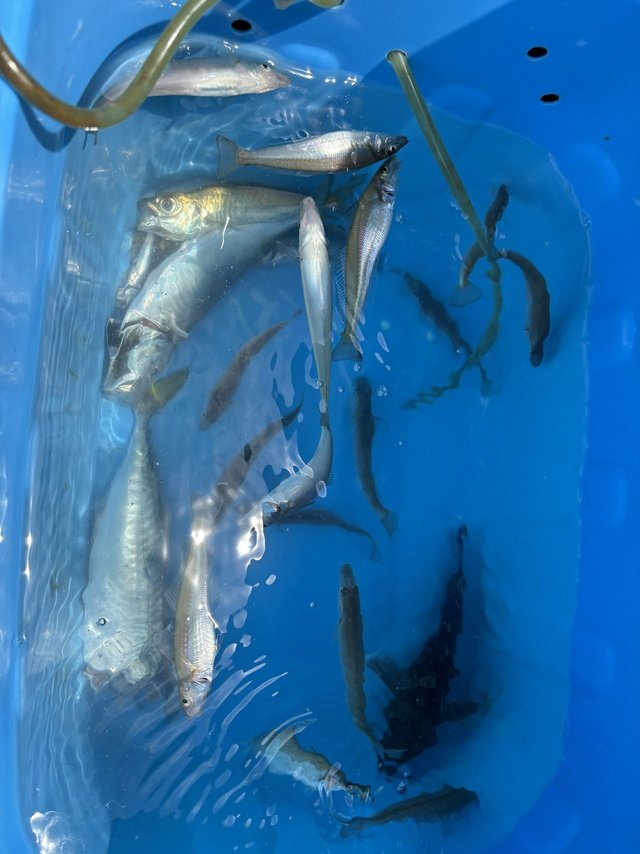 シロギス・マアジ