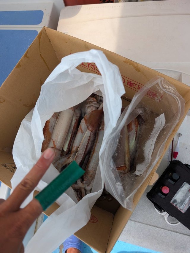 スルメ(スルメイカ)