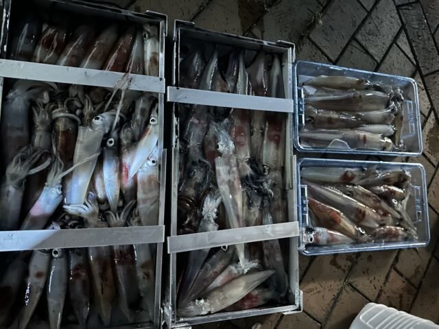 アカイカ(ケンサキイカ)