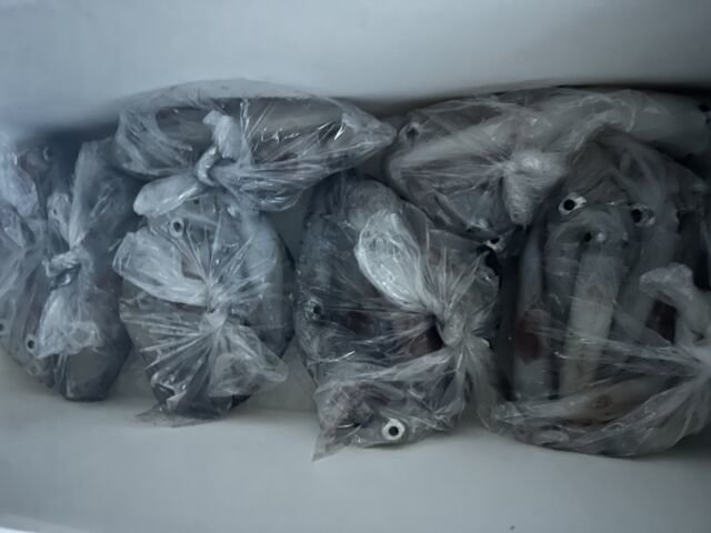 アカイカ(ケンサキイカ)