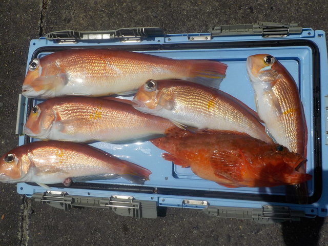 アマダイ(アカアマダイ)