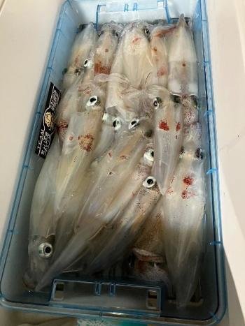 マイカ(ケンサキイカ)