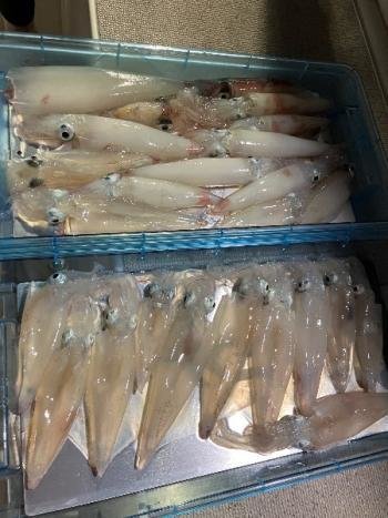 マイカ(ケンサキイカ)