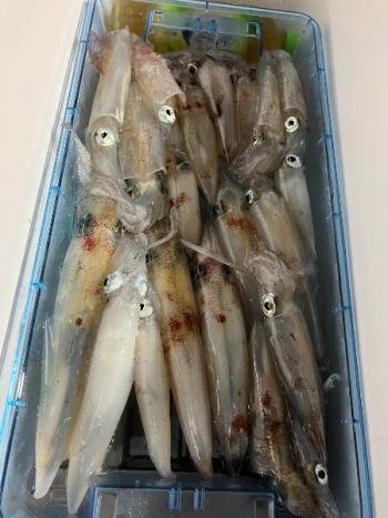 マイカ(ケンサキイカ)