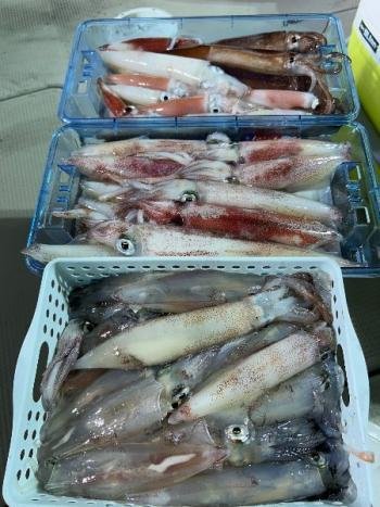 マイカ(ケンサキイカ)