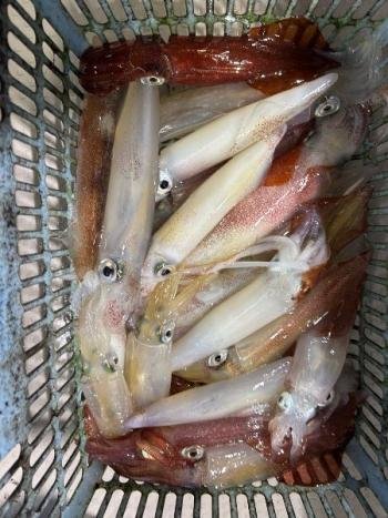 マイカ(ケンサキイカ)