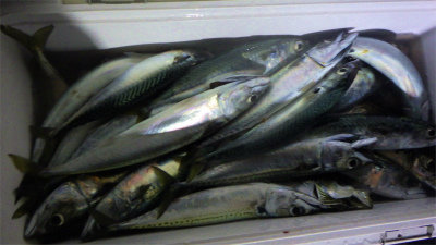 アジ(マアジ)・タチウオ・サバ(ゴマサバ)