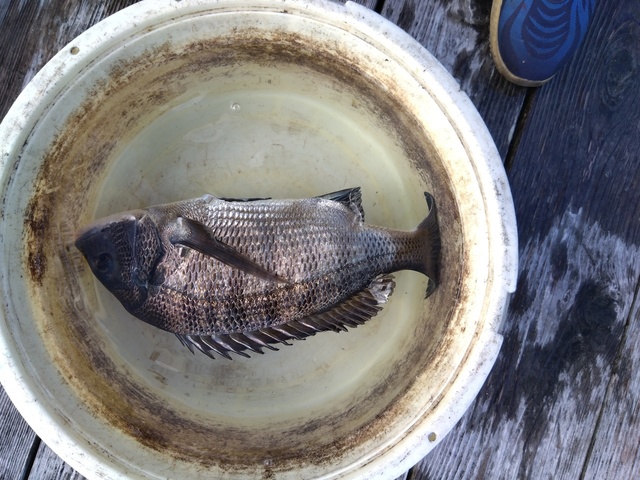 チヌ(クロダイ)