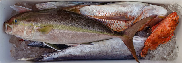 マダイ・カンパチ