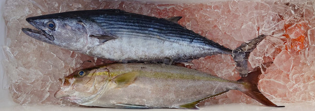 カンパチ・ハガツオ