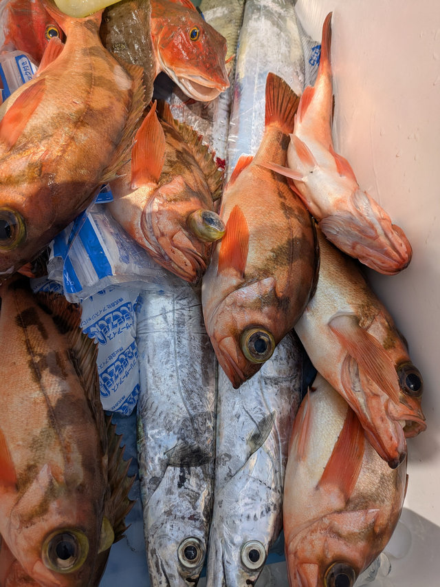 カサゴ・ウスメバル・ホウボウ