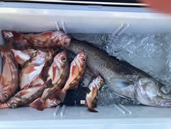 マダラ・オキメバル(ウスメバル)