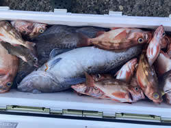 マゾイ(キツネメバル)・マダラ・オキメバル(ウスメバル)