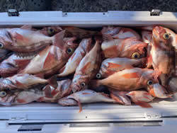 オキメバル(ウスメバル)