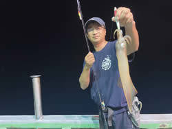 アカイカ(ケンサキイカ)