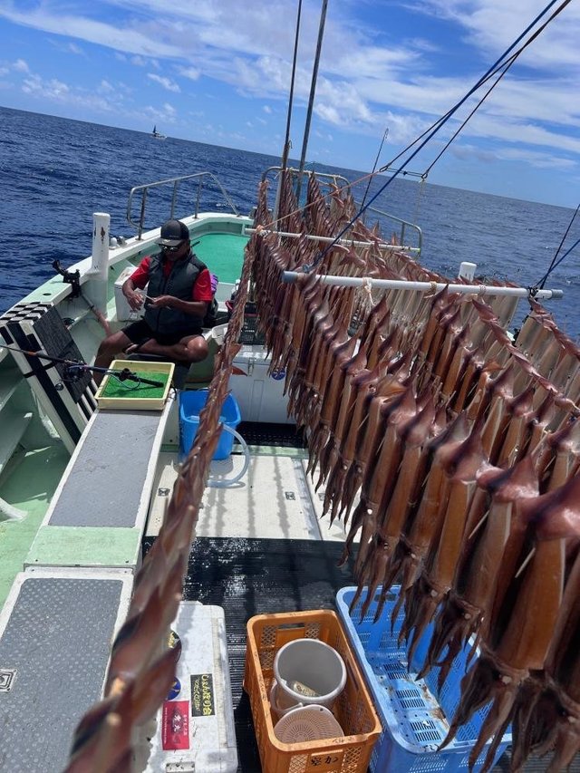 スルメ(スルメイカ)