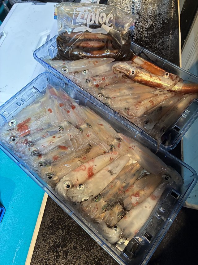 アカイカ(ケンサキイカ)