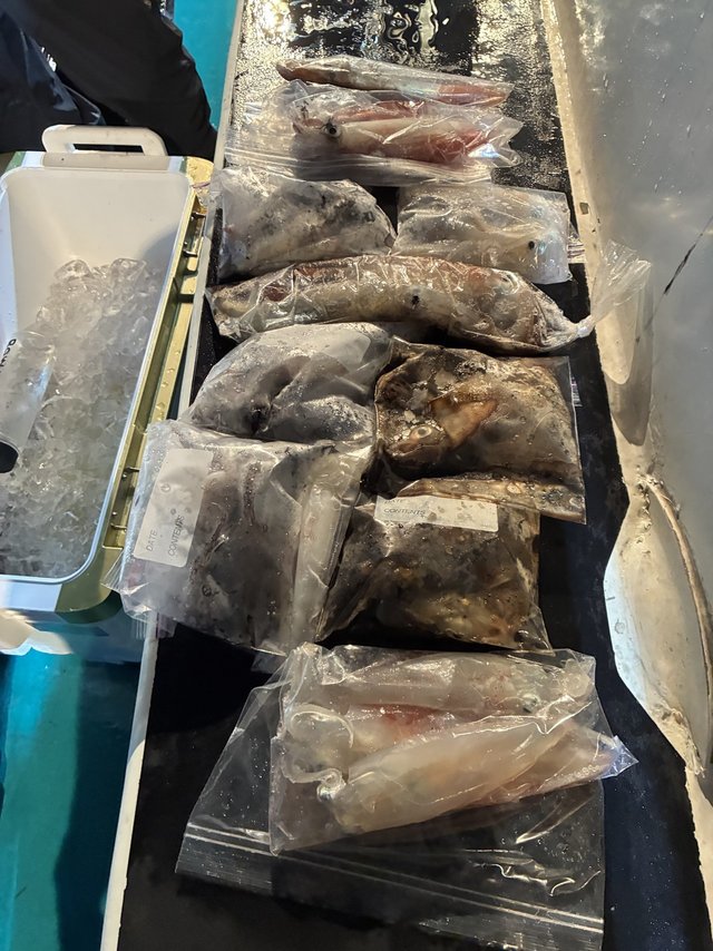 アカイカ(ケンサキイカ)