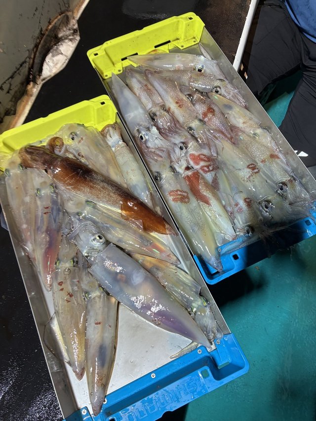 アカイカ(ケンサキイカ)