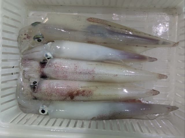 アカイカ(ケンサキイカ)