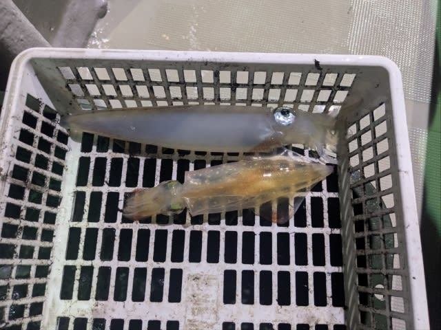 アカイカ(ケンサキイカ)