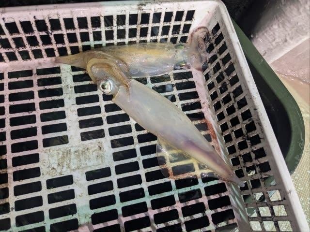 アカイカ(ケンサキイカ)