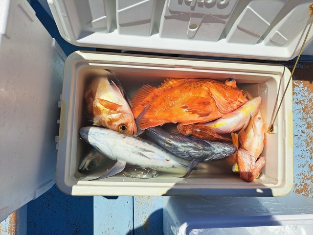 アカイサキ・ウッカリカサゴ・ウスメバル