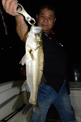 シーバス(スズキ)