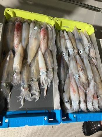 マイカ(ケンサキイカ)