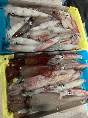 マイカ(ケンサキイカ)