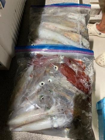 マイカ(ケンサキイカ)