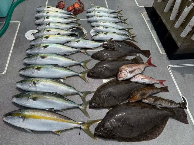 マダイ・ハマチ(ブリ)・カサゴ・ヒラメ