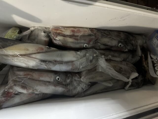 ケンサキ(ケンサキイカ)