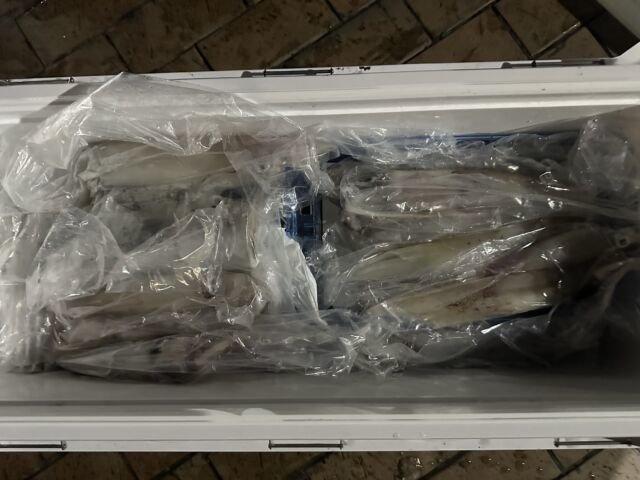 ケンサキ(ケンサキイカ)